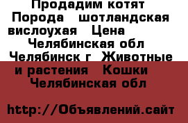 Продадим котят. Порода - шотландская вислоухая › Цена ­ 1 000 - Челябинская обл., Челябинск г. Животные и растения » Кошки   . Челябинская обл.